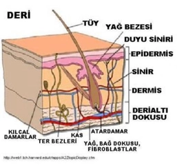 Doku Nedir ve Kaç Gruba Ayrılır? Doku Nedir ve Kaç Gruba Ayrılır?