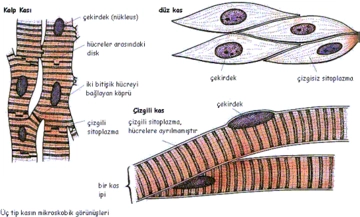 Doku Çeşitleri Nelerdir? Doku Çeşitleri Nelerdir?
