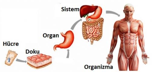 Hücre Doku Organ Sistem Organizma